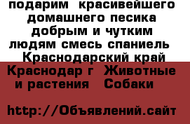 подарим  красивейшего домашнего песика добрым и чутким людям смесь спаниель  - Краснодарский край, Краснодар г. Животные и растения » Собаки   